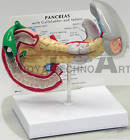 Pancreas Human Anatomical Model